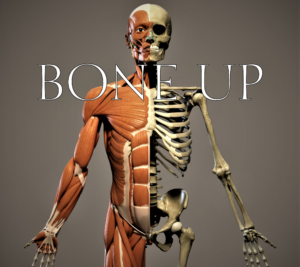 strong bones in a skeleton 